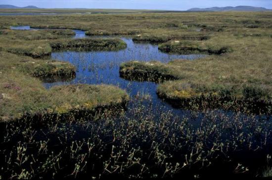 Photograph of Caithness & Sutherland Peatland Becomes New National Nature Reserve