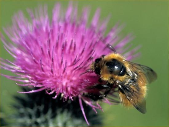 Photograph of Business And Biodiversity