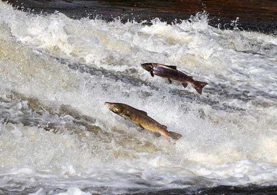 Photograph of Funding to address challenges around salmon stocks